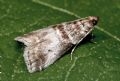 Acrobasis advenella